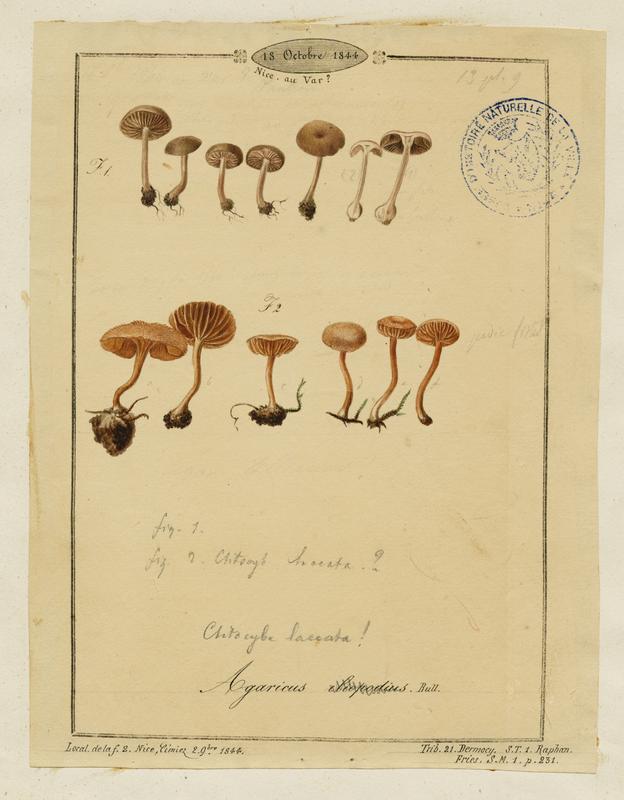 Agaric ; champignon