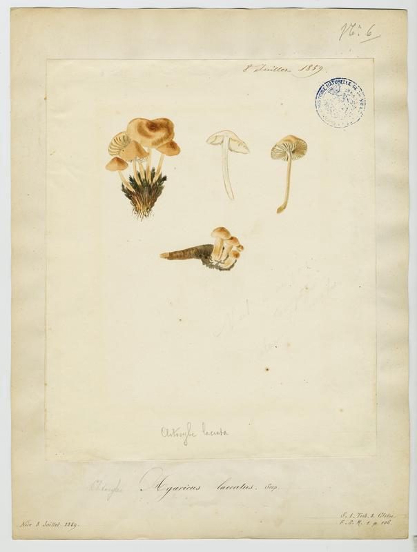 Laccaire laqué ; champignon