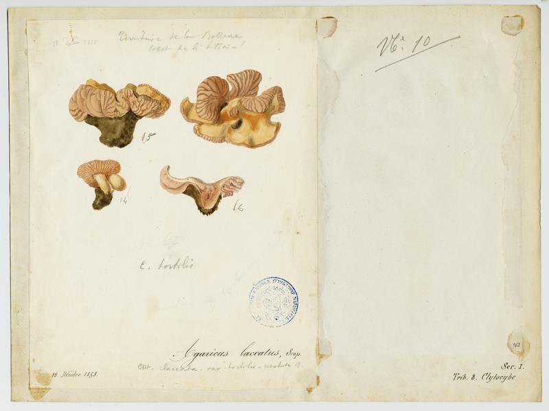 Laccaire laqué ; champignon