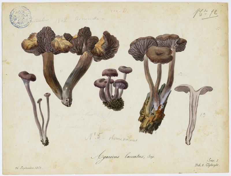 Laccaire laqué ; champignon