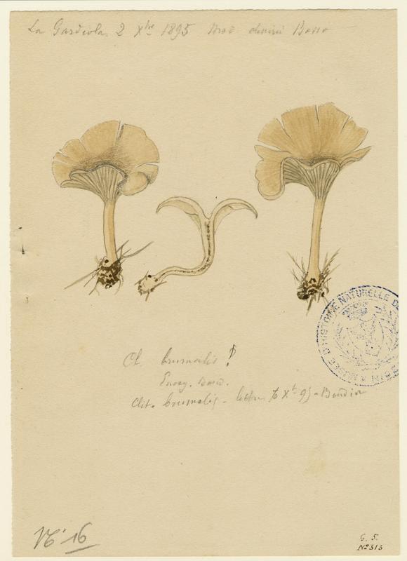 Clitocybe hivernal ; champignon
