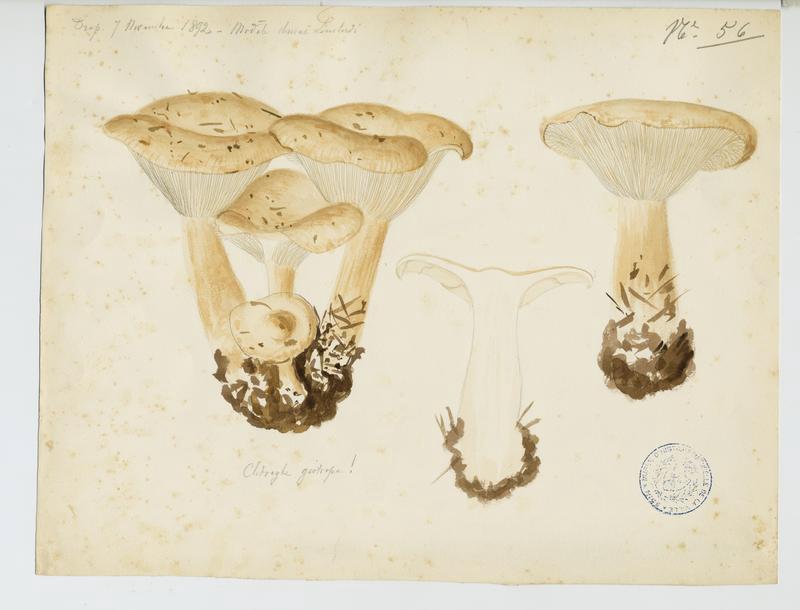 Clitocybe géotrope ;  Tête de moine ; champignon