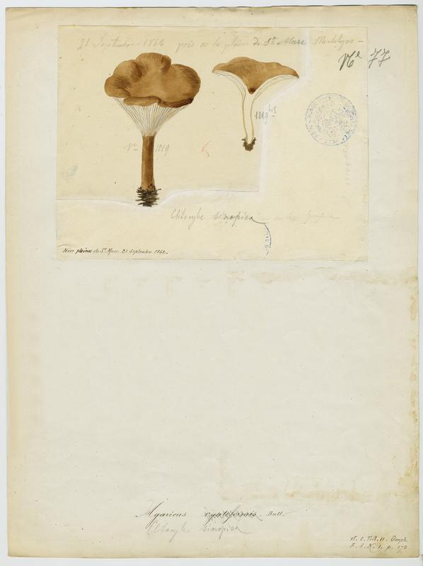 Clitocybe terre cuite ; Clitocybe rouge de Sinope ; champignon