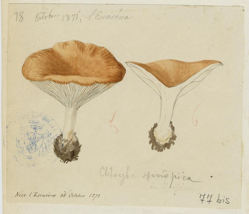 Clitocybe terre cuite ; Clitocybe rouge de Sinope ; champignon