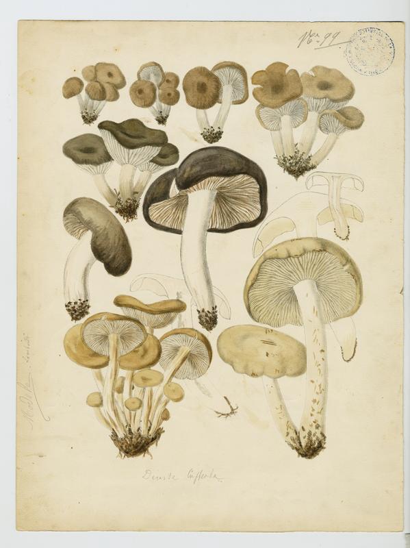 champignon