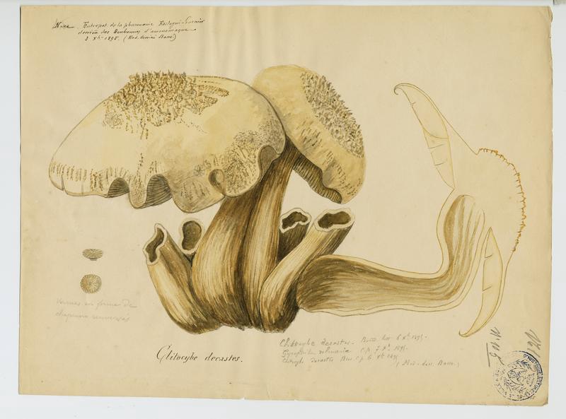 Tricholome en touffes ; Lyophylle agrégé ; champignon