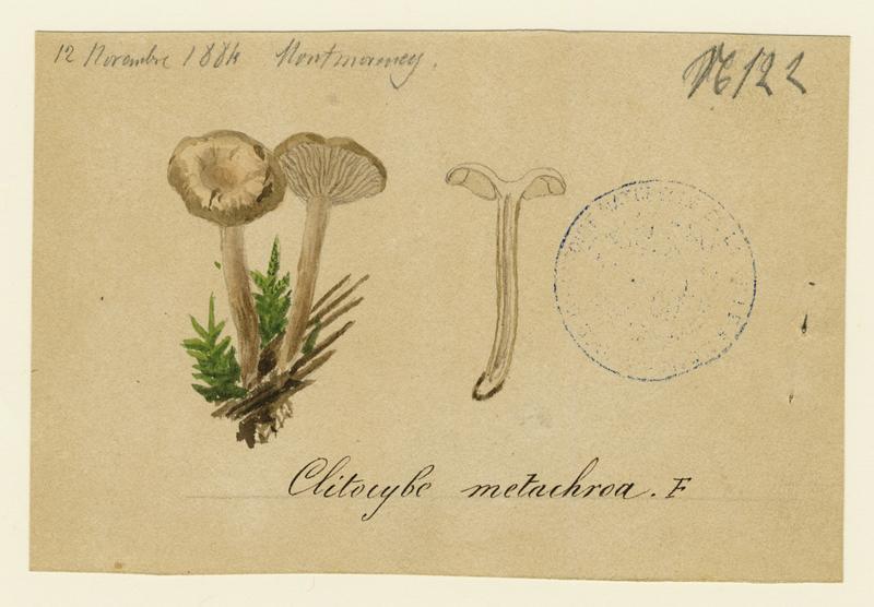 Clitocybe à centre brun ; champignon