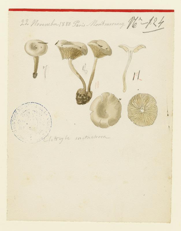 Clitocybe à centre brun ; champignon