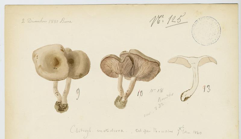 Clitocybe à centre brun ; champignon