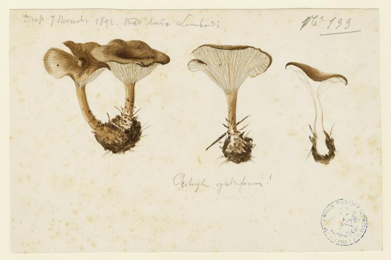 Clitocybe en coupe ; champignon