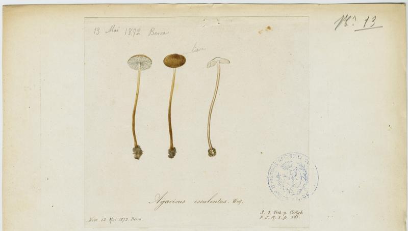 Collybie des cônes d'épicéa ; champignon