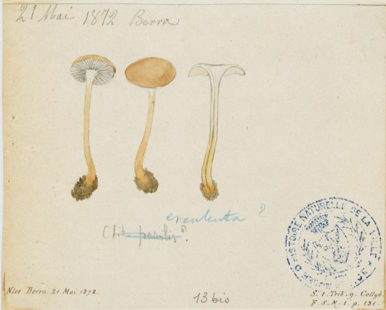 Collybie des cônes d'épicéa ; champignon
