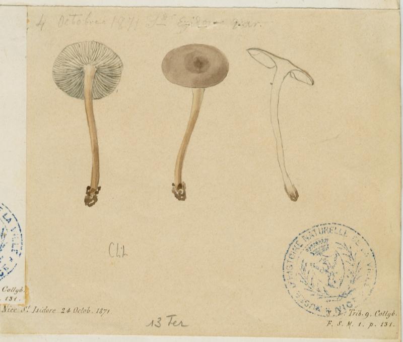Collybie des cônes d'épicéa ; champignon