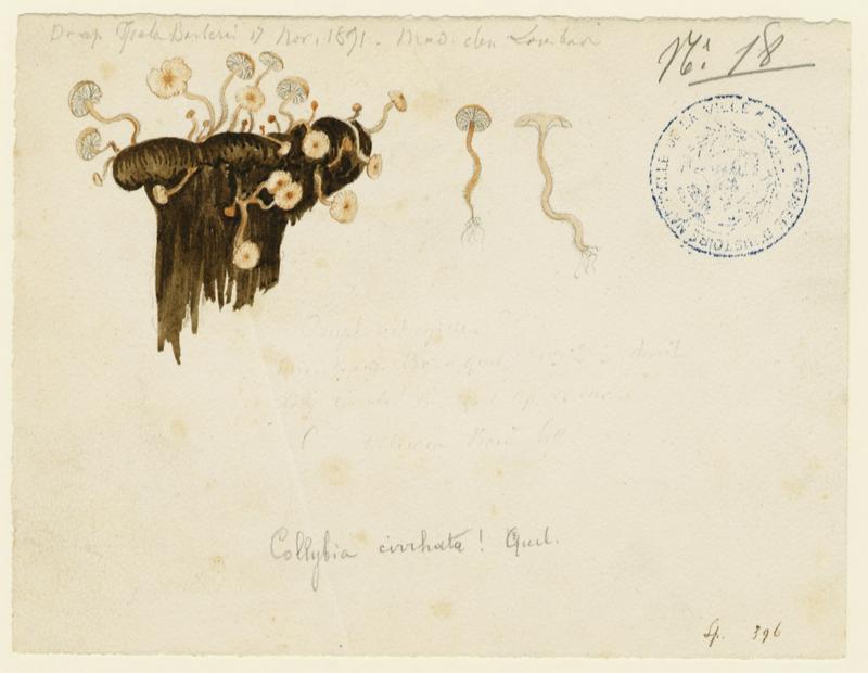 Collybie mycophage ; champignon