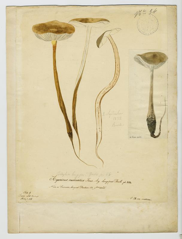 Collybie à poils ras ; champignon