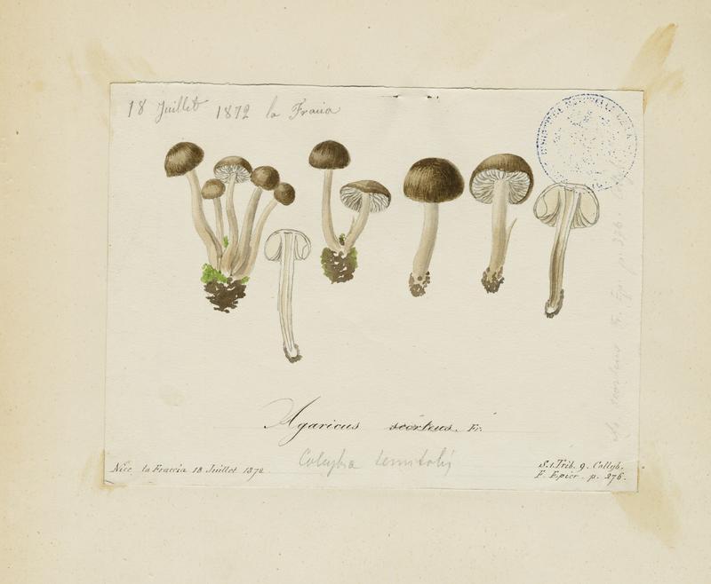 Agaric ; champignon