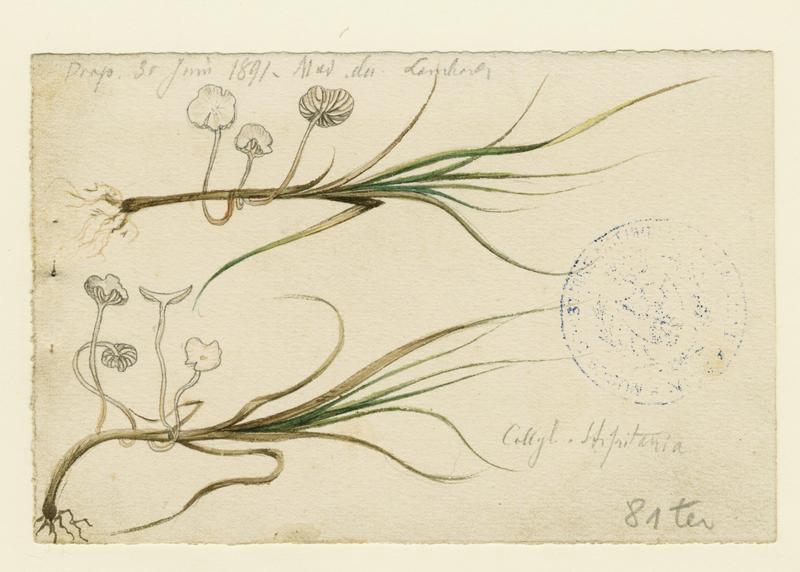 Collybie ; champignon