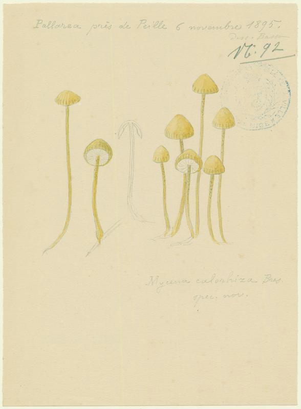 Mycène ; champignon