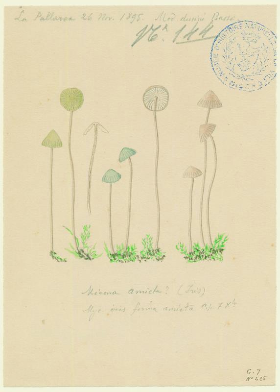 Mycène iris ; Mycène poudrée ; champignon