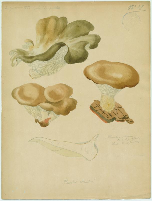 Pleurote en huître ; champignon