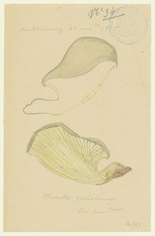 Pleurote en huitre ; champignon