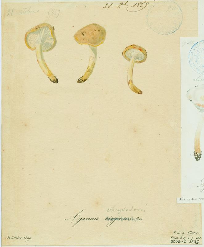 Agaric ; champignon