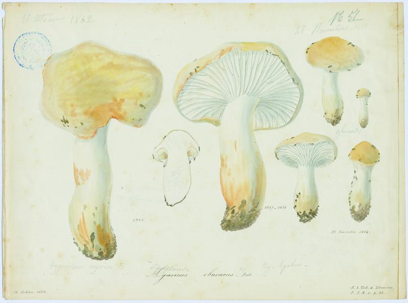 Hygrophore blanc ivoire ; Eschiglient ; champignon
