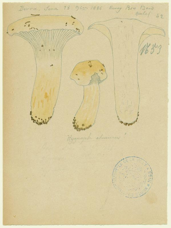 Hygrophore blanc ivoire ; Eschiglient ; champignon