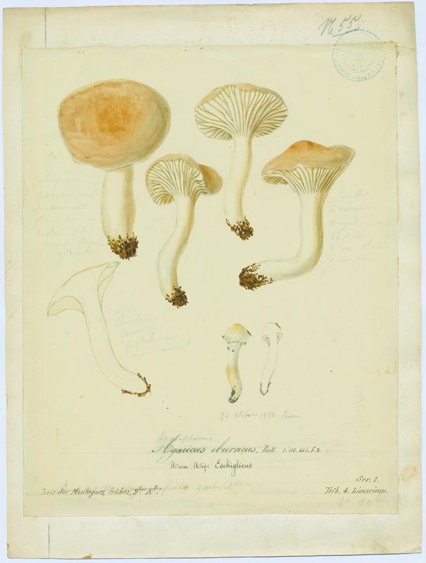 Hygrophore blanc ivoire ; Eschiglient ; champignon