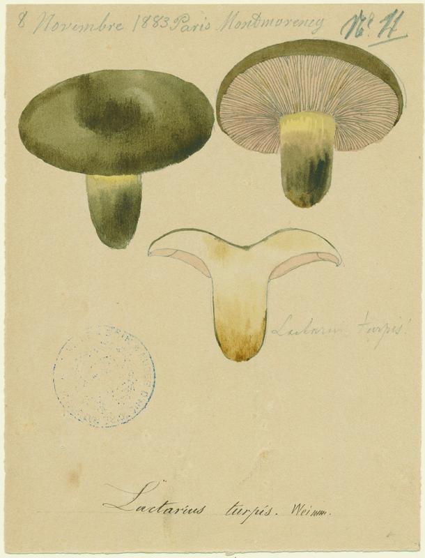 Lactaire plombé ; champignon