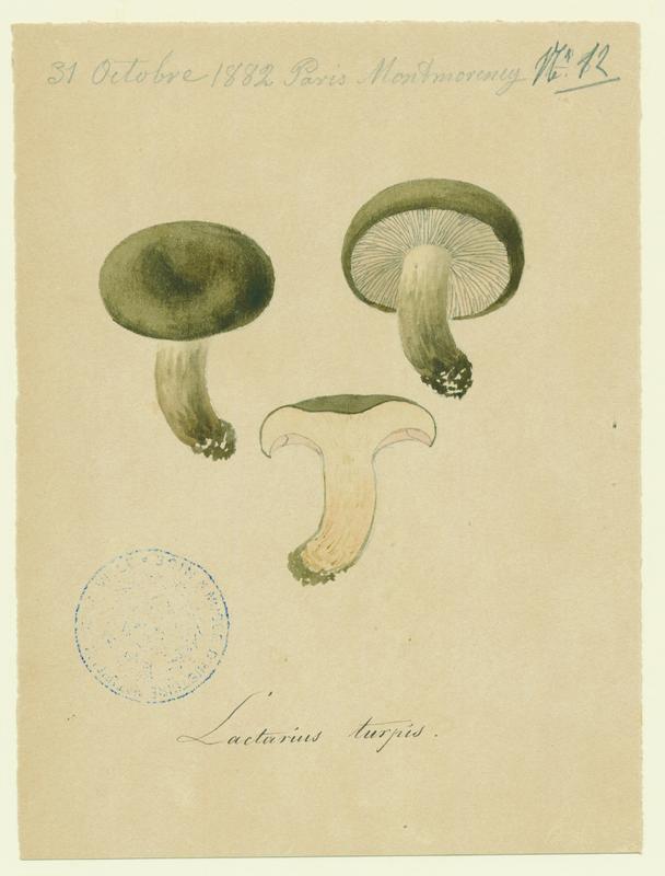 Lactaire plombé ; champignon