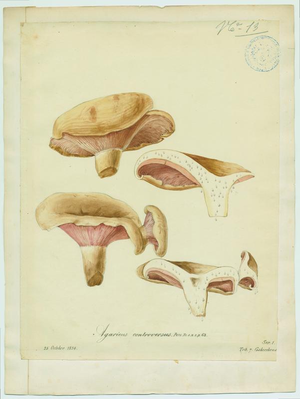 Lactaire des peupliers ; champignon