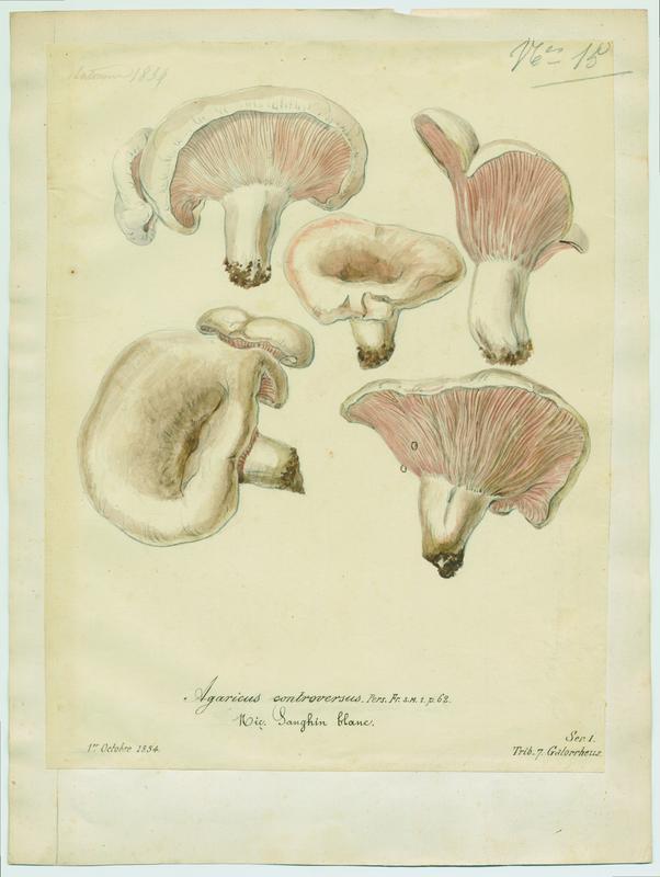 Lactaire des peupliers ; Sanghin blanc ; champignon