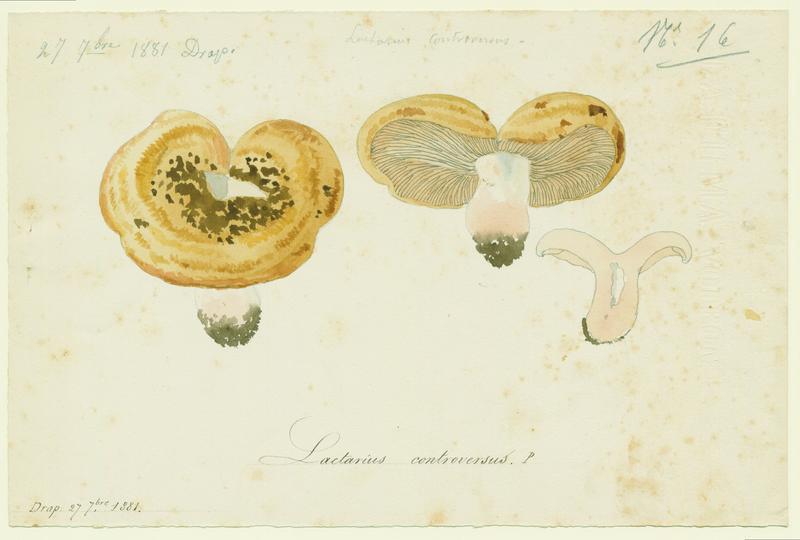 Lactaire des peupliers ; champignon