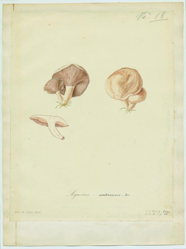Lactaire des peupliers ; champignon