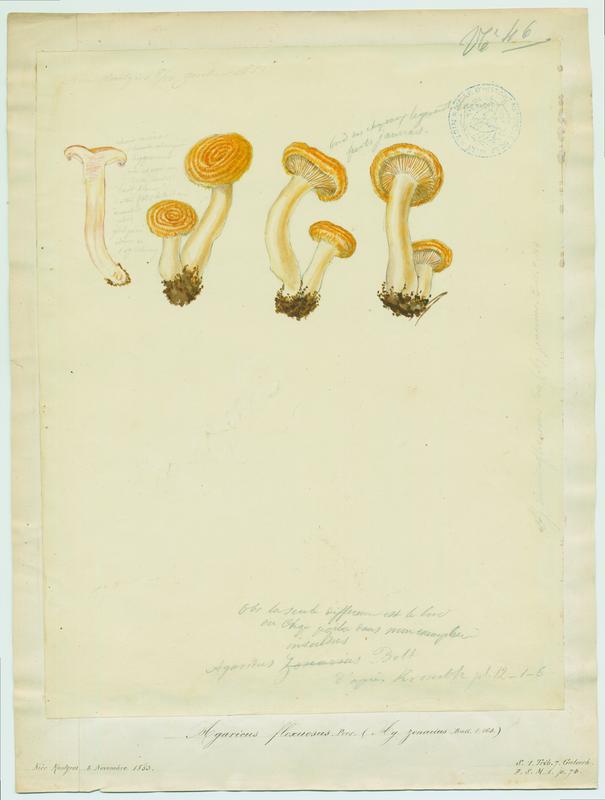 Agaric ; Sanguin rous ; champignon