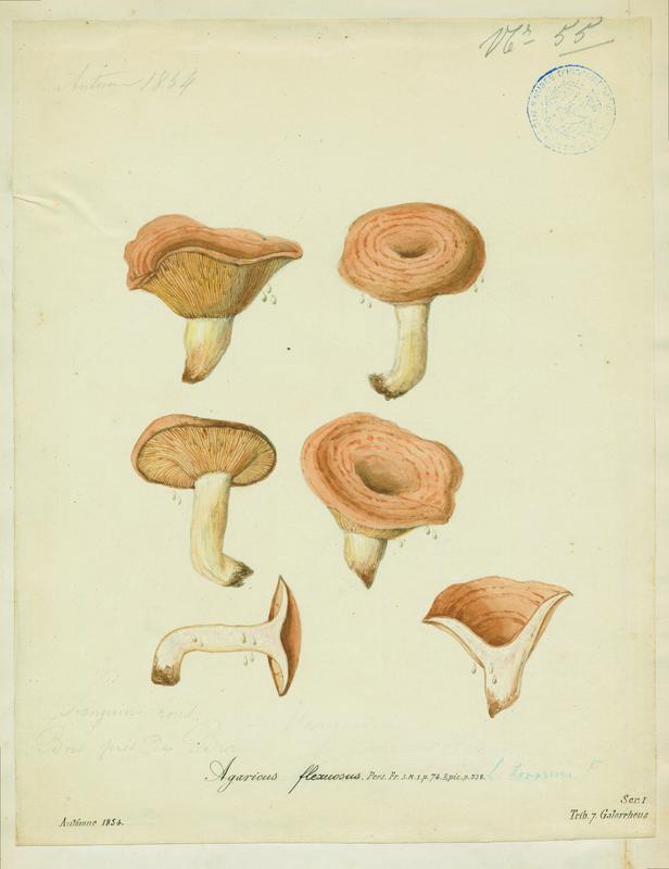 Agaric ; Sanguin rous ; champignon
