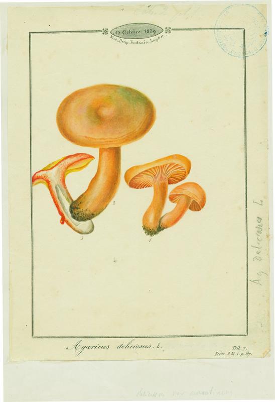 Agaric ; champignon