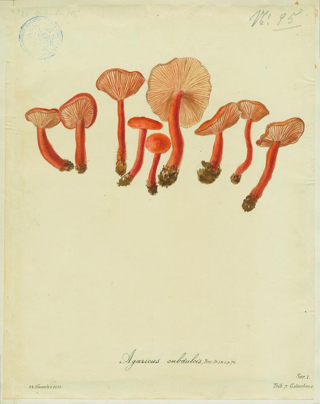 Lactaire caoutchouc ; champignon