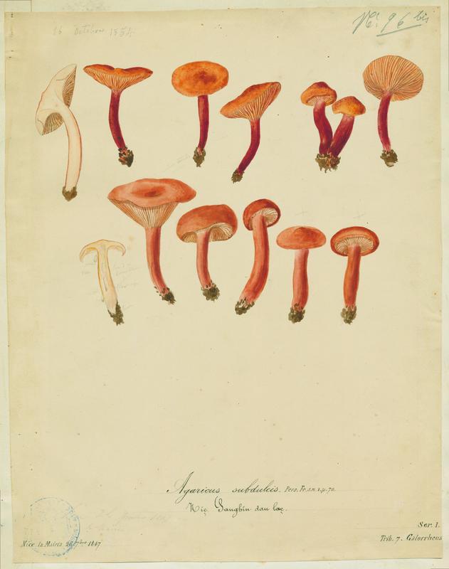 Lactaire caoutchouc ; Sanghin dau lac ; champignon