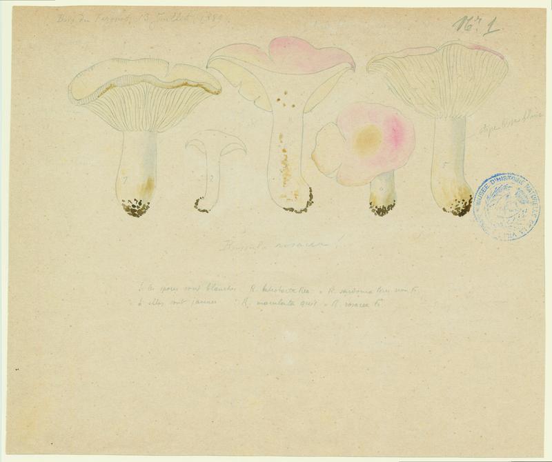 Russule sanguine ; Russule rouge sang ; champignon