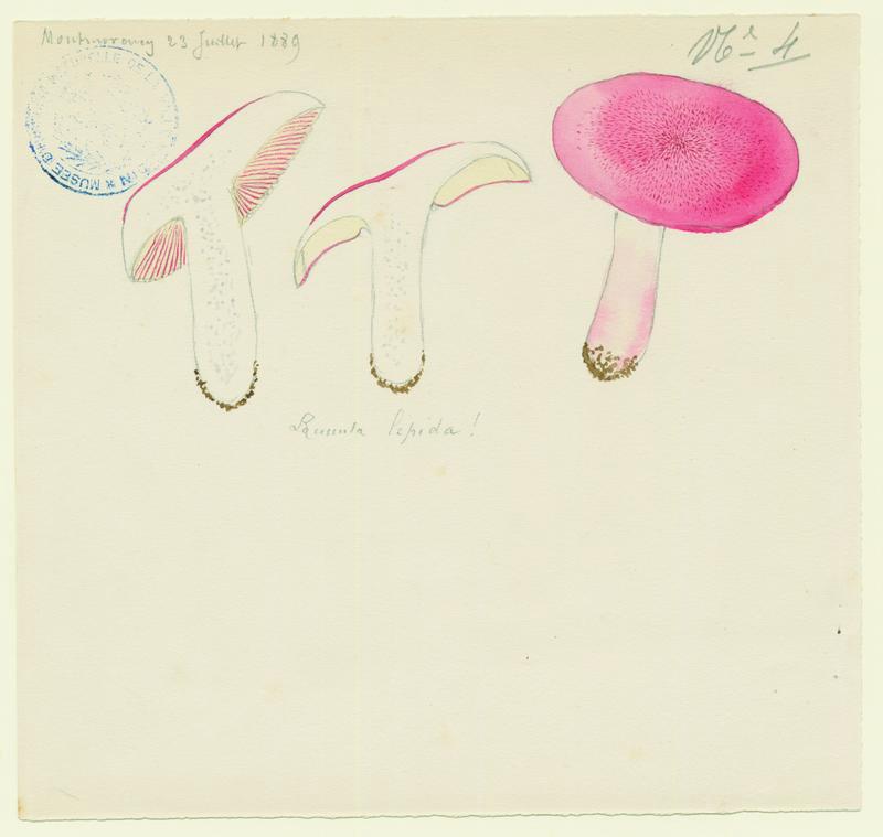 Russule jolie ; champignon