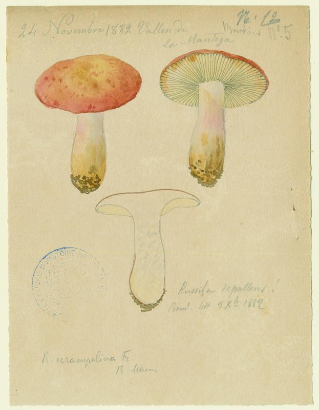 Russule ; champignon