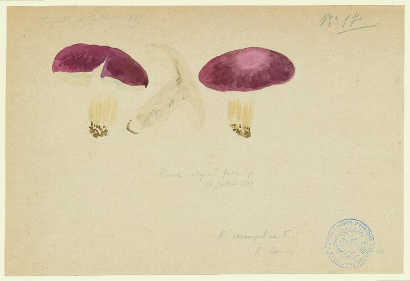 Russule des épicéas ; champignon