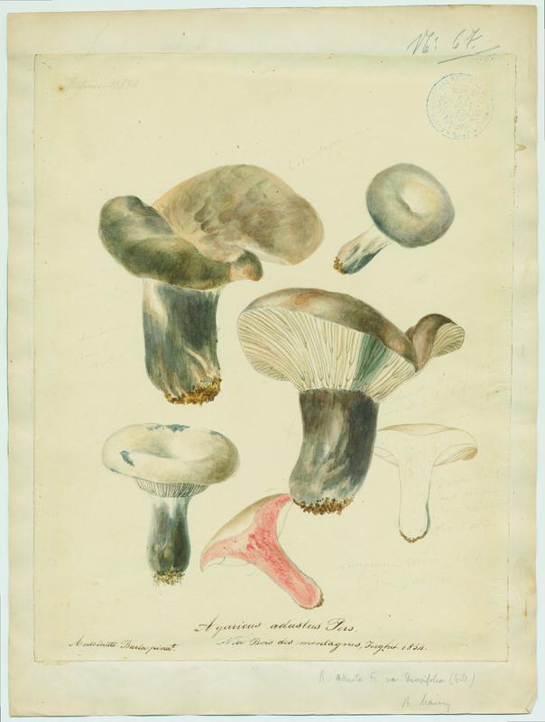 Russule brûlée ; Sanguin moro ; champignon