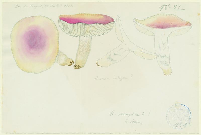 Russule des épicéas ; Russule intègre ; champignon