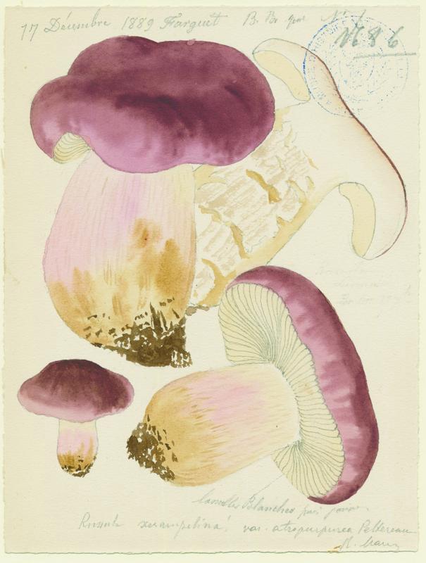 Russule écrevisse ; Russule xérampéline ; champignon