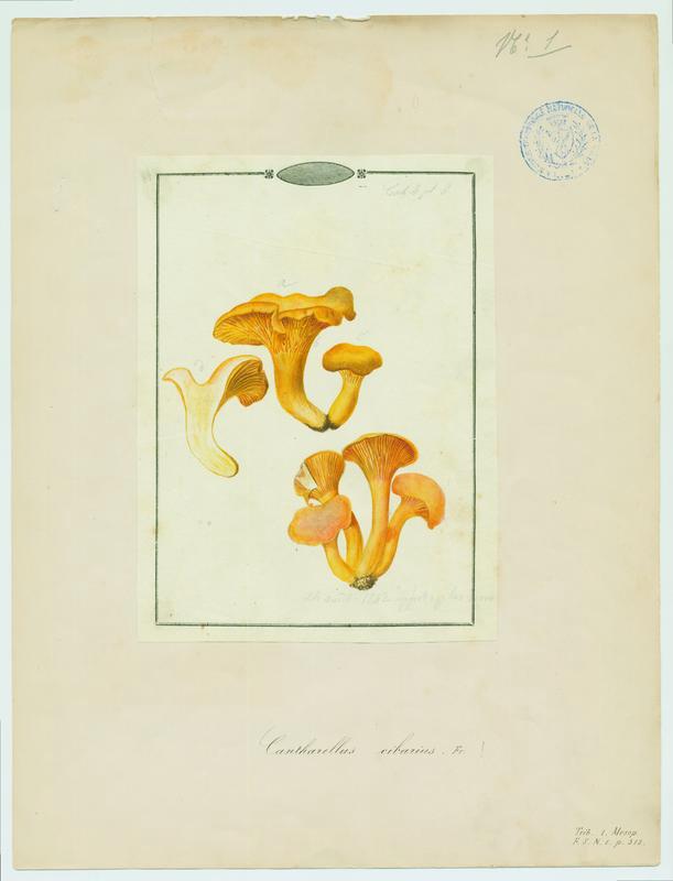 Girolle ; Chanterelle ; Jaunotte ; Jauniré ; champignon