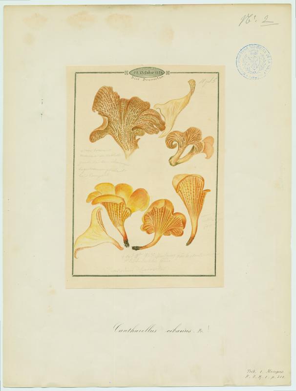 Girolle ; Chanterelle ; Jaunotte ; Jauniré ; champignon