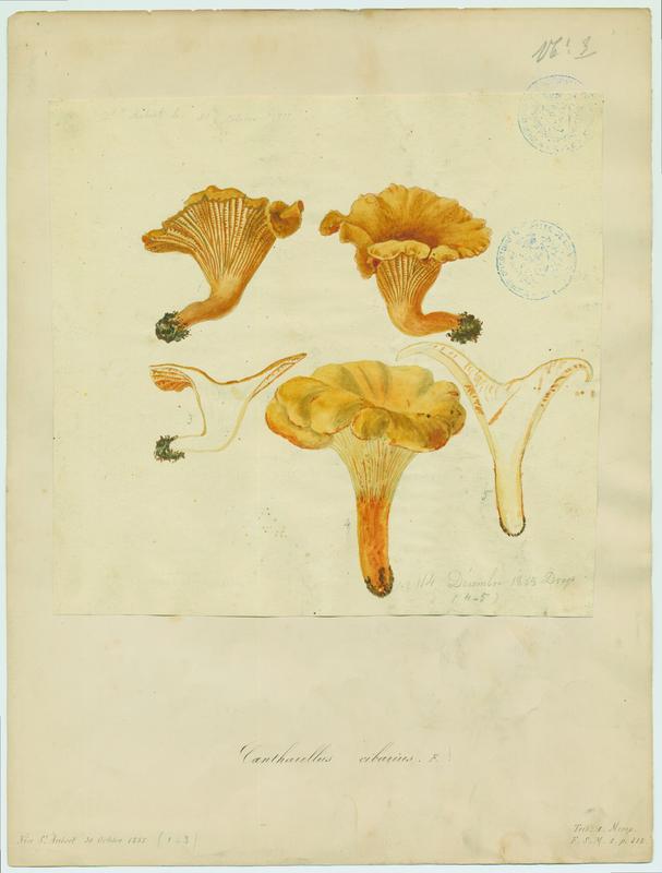 Girolle ; Chanterelle ; Jaunotte ; Jauniré ; champignon